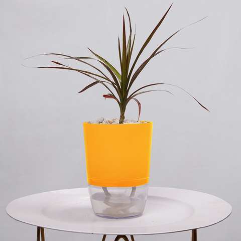 Dracaena Marginata (Dragon Tree)