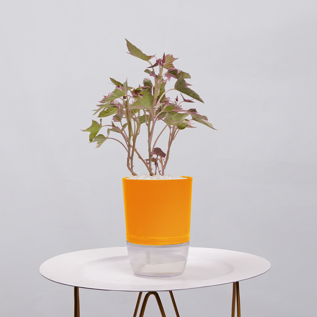 Sweet Potato Vine