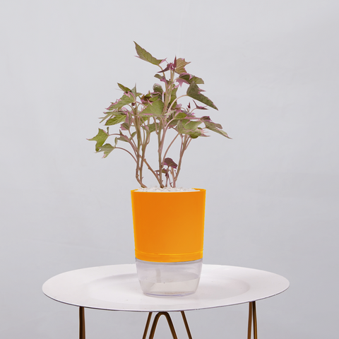 Sweet Potato Vine
