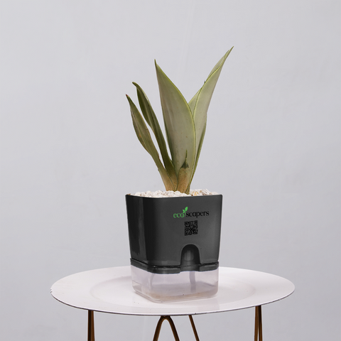 Sansevieria Moonlight