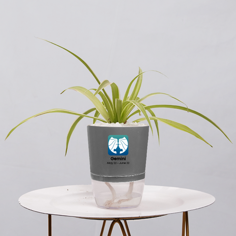 Spider Plant (Chlorophytum comosum)