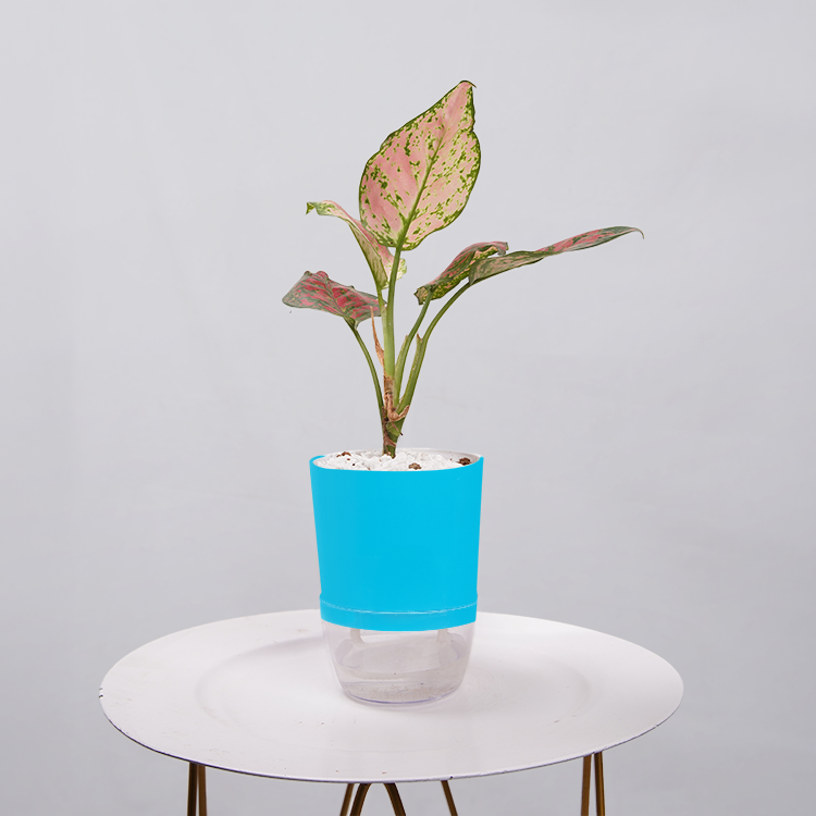 Aglaonema pink lipstick