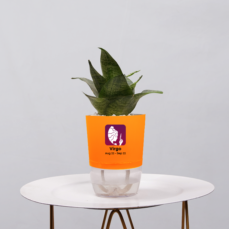 Snake Plant Bird’s Nest (Sansevieria Hahnii)