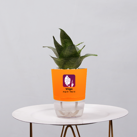 Snake Plant Bird’s Nest (Sansevieria Hahnii)