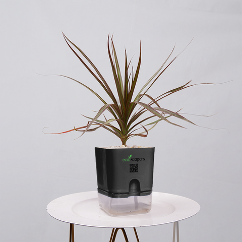 Dracaena Marginata (Dragon Tree)