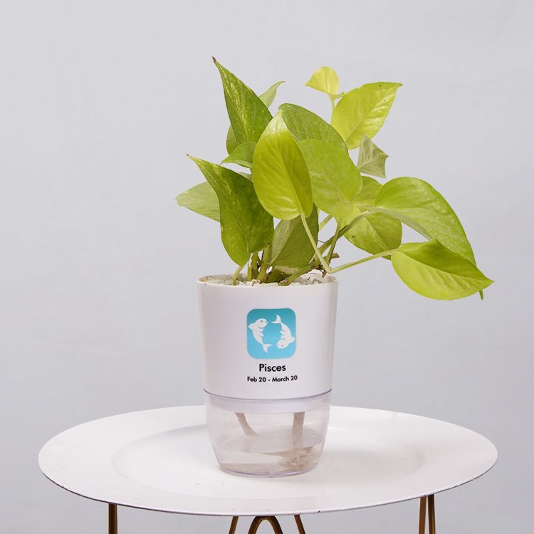Money Plant Neon