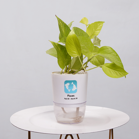 Money Plant Neon