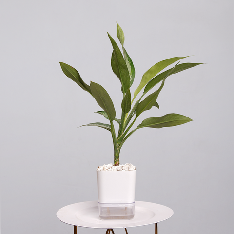 Aglaonema Tigress