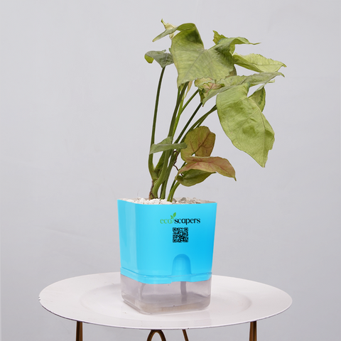 Syngonium Pink (Arrowhead Vine)