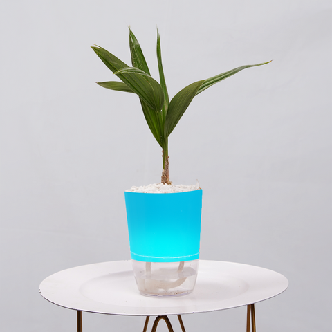 Coconut Palm Seedling