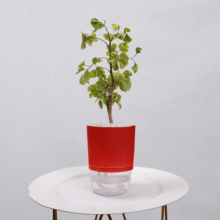 Ficus Bonsai