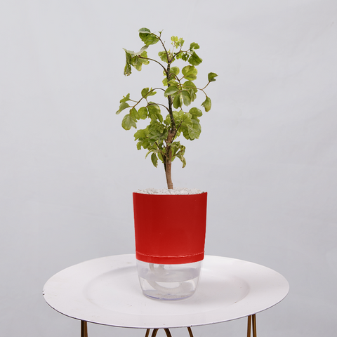 Ficus Bonsai