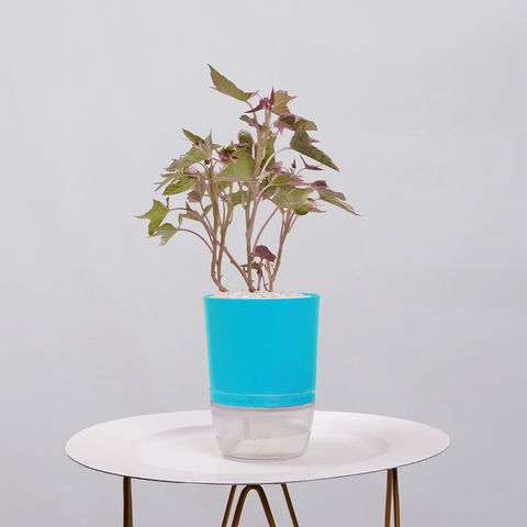 Sweet Potato Vine