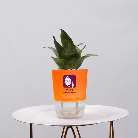 Snake Plant Bird’s Nest (Sansevieria Hahnii)