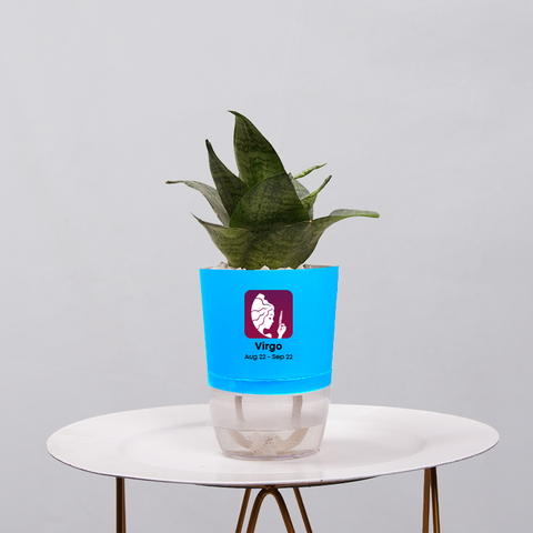 Snake Plant Bird’s Nest (Sansevieria Hahnii)