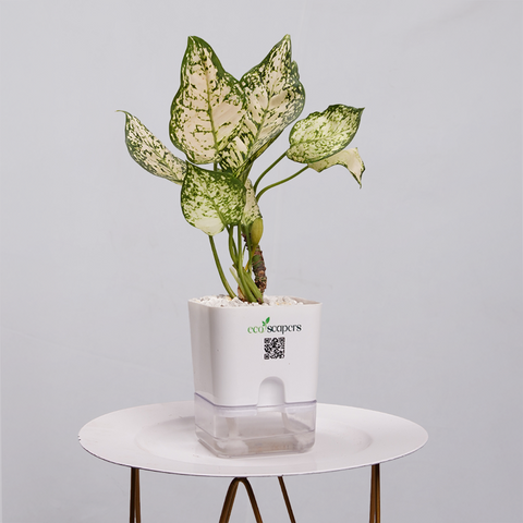 Aglaonema Snow white
