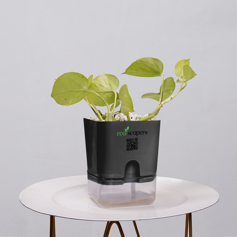 Money Plant Neon