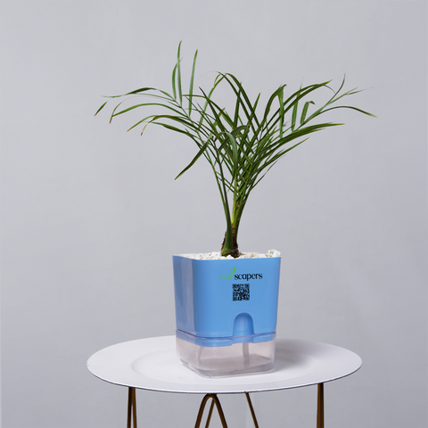 Areca  Golden Cane Palm
