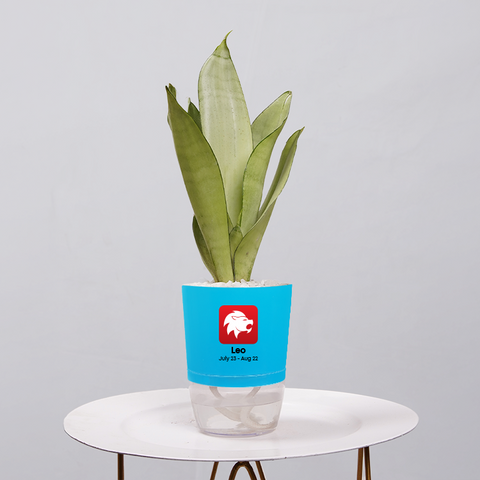 Sansevieria Moonlight