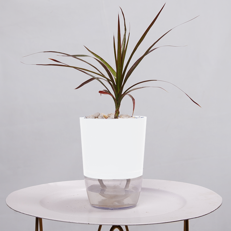 Dracaena Marginata (Dragon Tree)