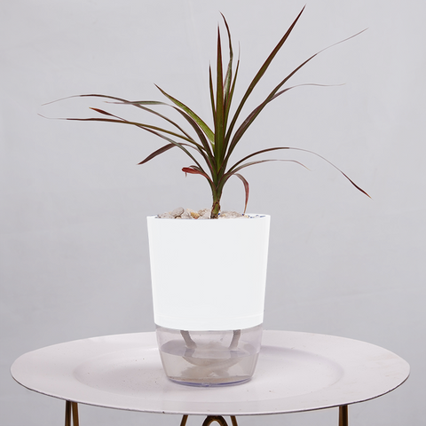 Dracaena Marginata (Dragon Tree)