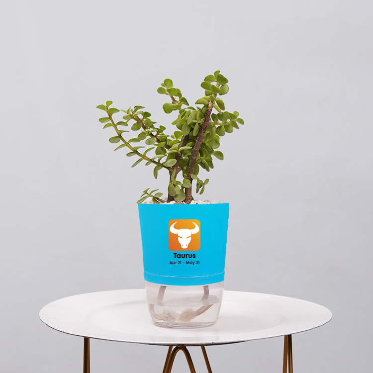 Jade Plant (Crassula ovata)