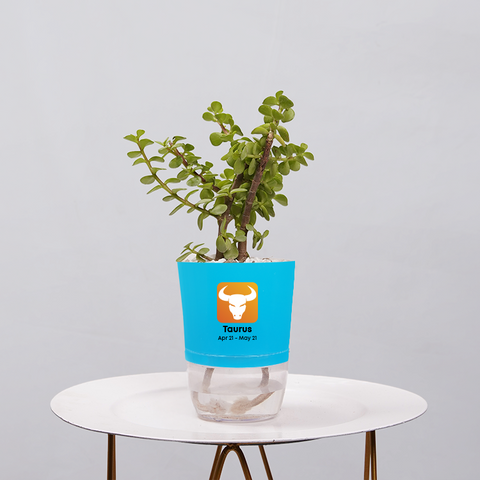 Jade Plant (Crassula ovata)