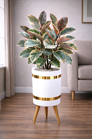 Rubber Plant Variegated – Luxury Stand Planter Combo
