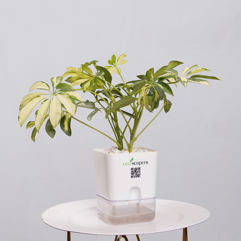 Shefflera (Umbrella Plant)