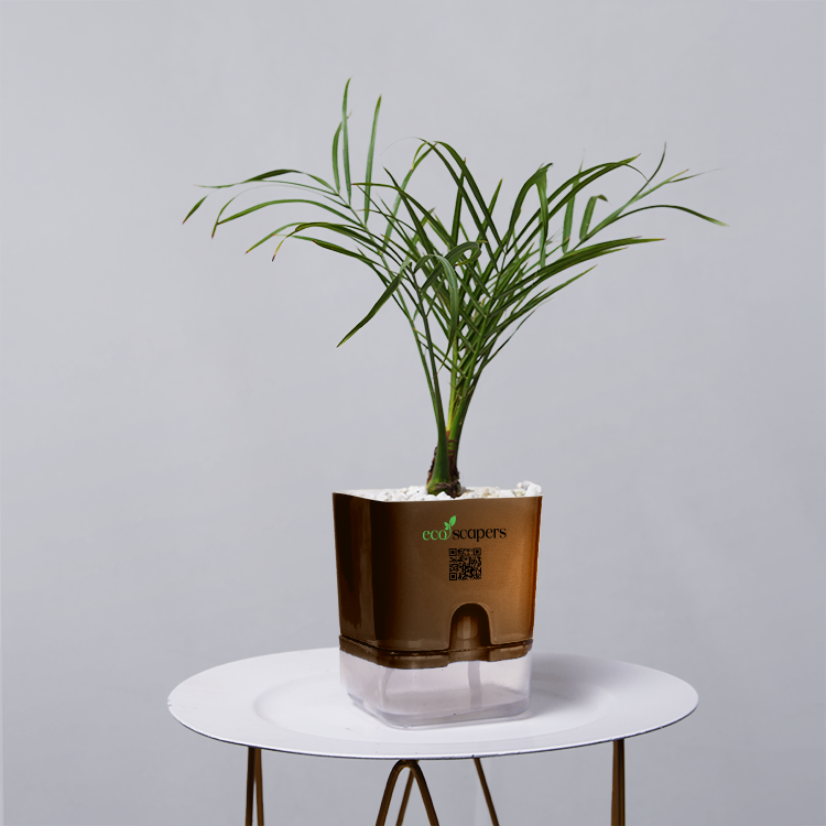 Areca  Golden Cane Palm