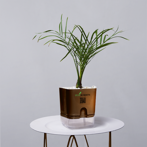 Areca  Golden Cane Palm
