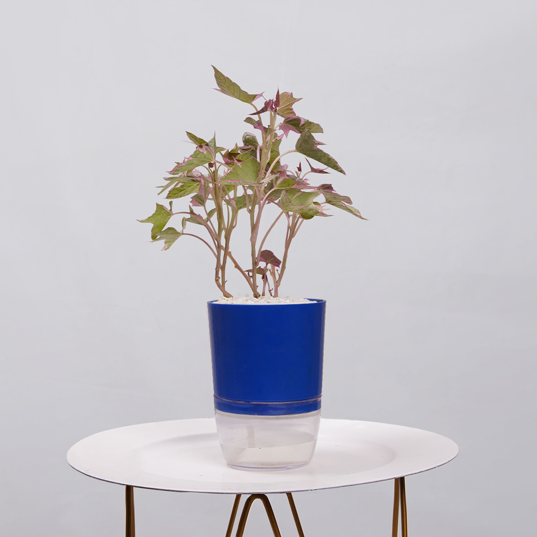 Sweet Potato Vine