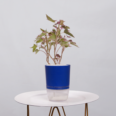 Sweet Potato Vine