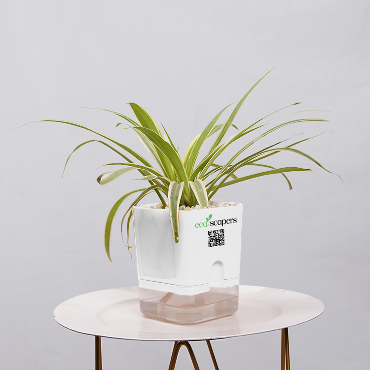 Dracaena marginata Madagascar multicolour