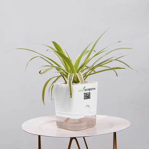 Dracaena marginata Madagascar multicolour