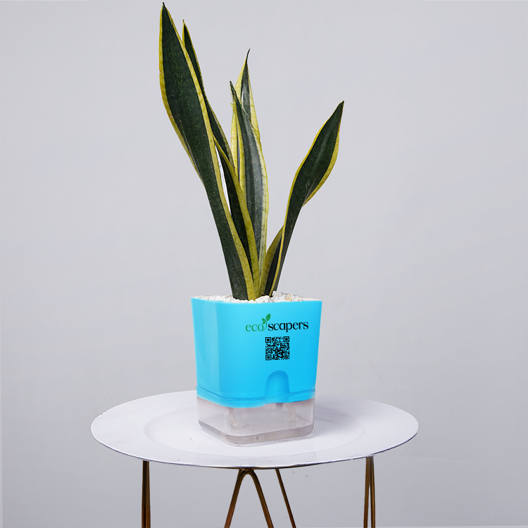 Snake Plant Dwarf Thai