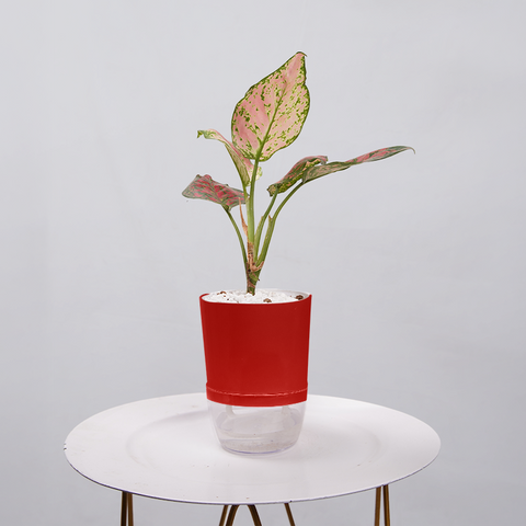 Aglaonema pink lipstick