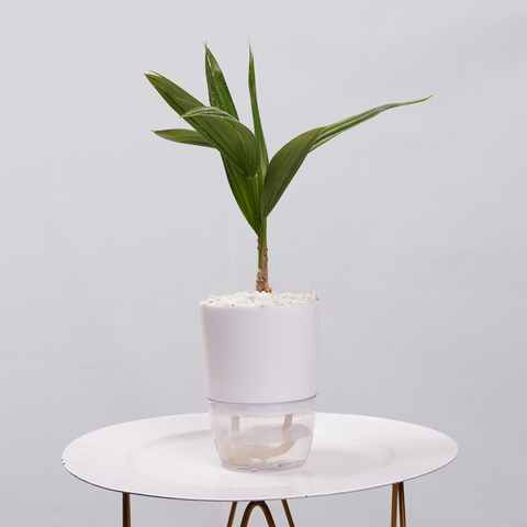 Coconut Palm Seedling