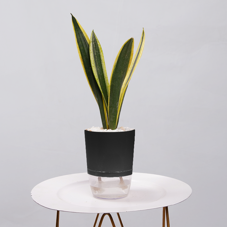 Snake Plant Dwarf Thai