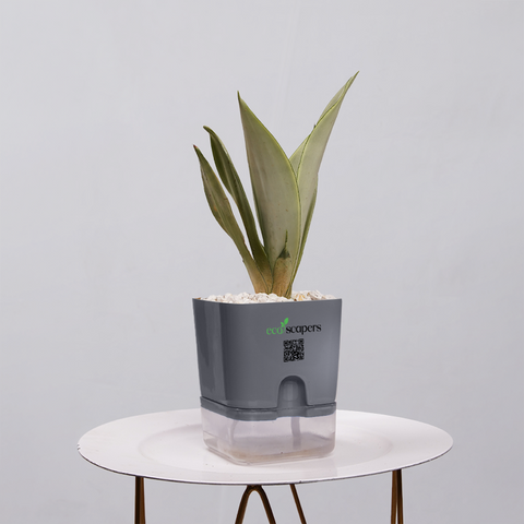 Sansevieria Moonlight