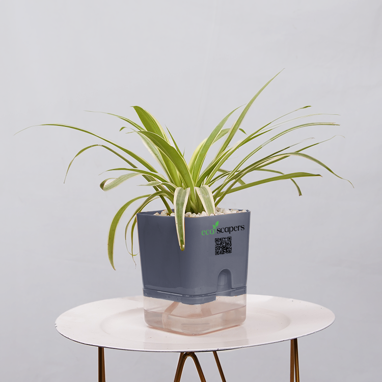 Dracaena marginata Madagascar multicolour