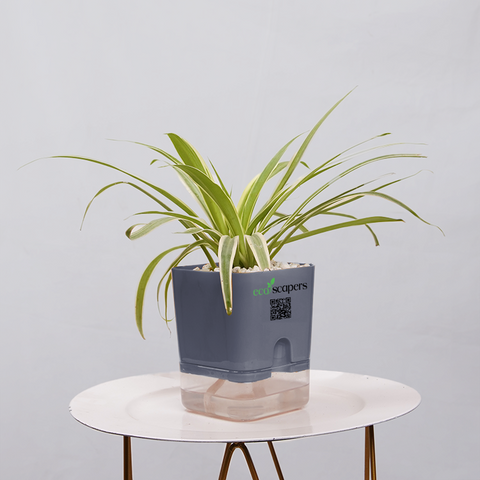 Dracaena marginata Madagascar multicolour