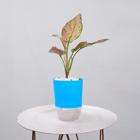 Aglaonema pink lipstick