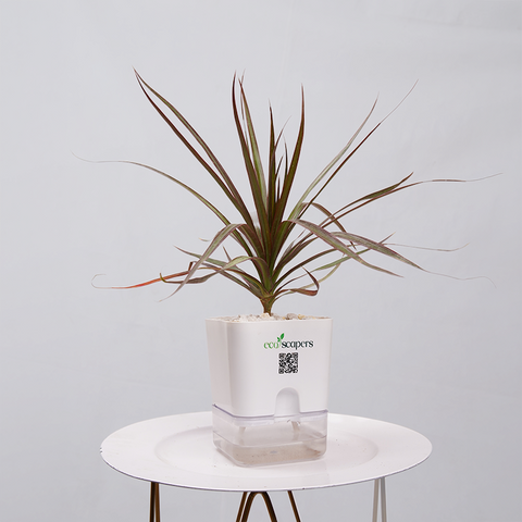 Dracaena Marginata (Dragon Tree)