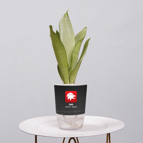 Sansevieria Moonlight