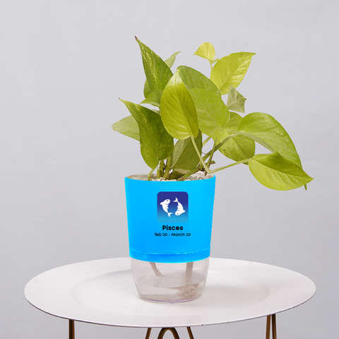 Money Plant Neon