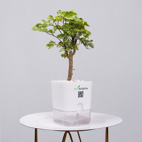 Ficus Bonsai