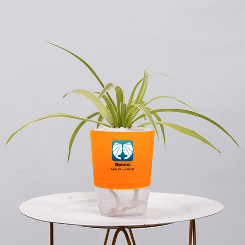Spider Plant (Chlorophytum comosum)