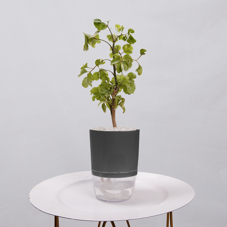 Ficus Bonsai