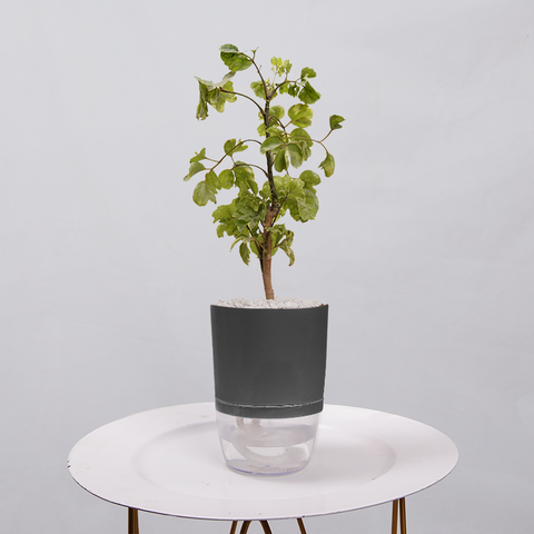 Ficus Bonsai